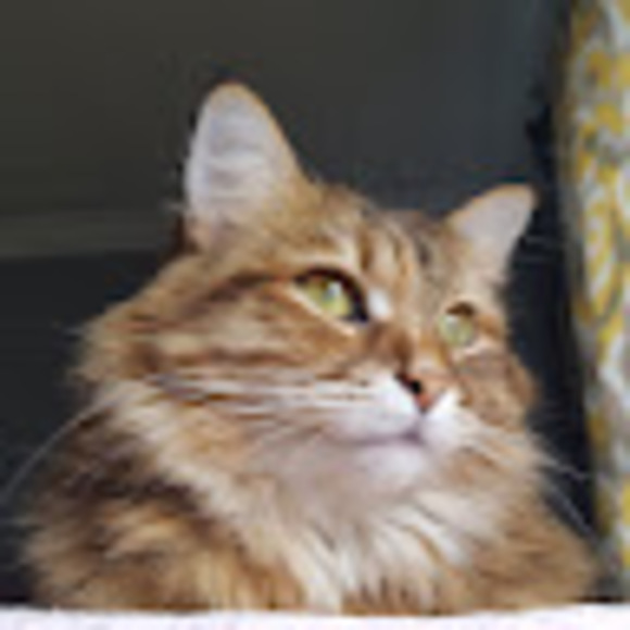 Meet your Posher, Mackenzie - Picture 1 of 1